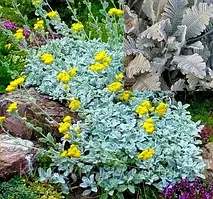 Піжма міська