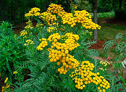 Пижмо лікарське