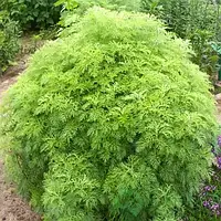 Підлога кока кола