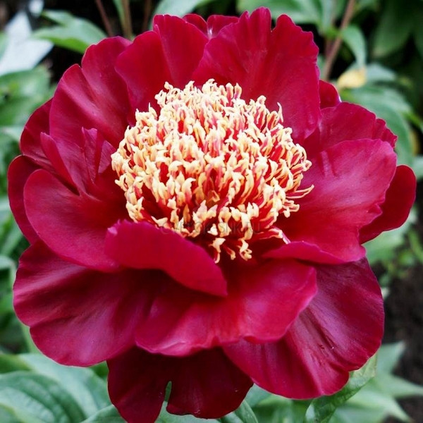 Півонія Nippon Beauty (кореневища), фото 1