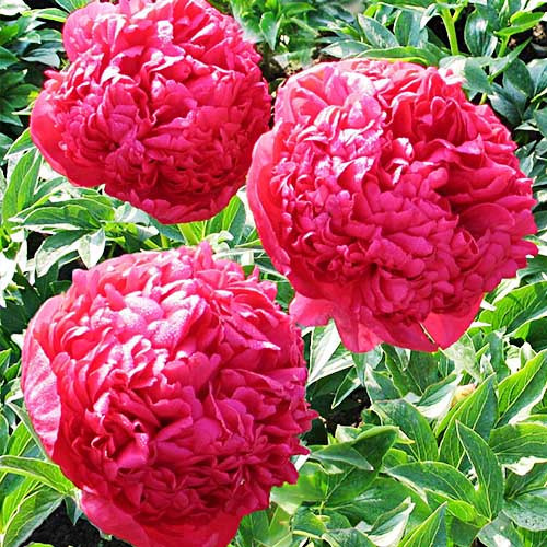 Пион Command Performance (корневища), фото 1