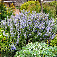 Розмарин ампелястий