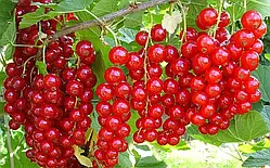 Червона смородина Дарниця (Однорічний, ОКС)