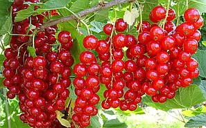 Саджанці кольоровий смородини