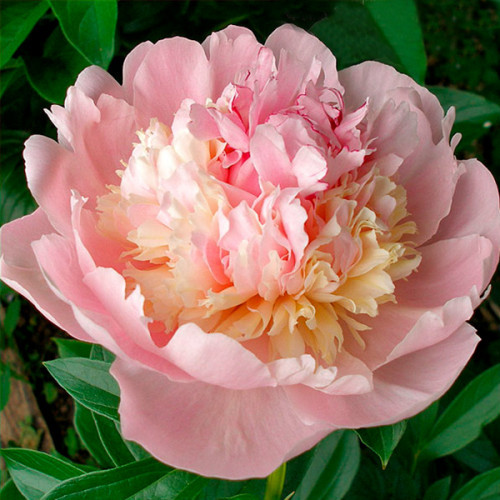 Півонія Angel Cheeks (кореневища), фото 1