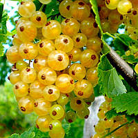 Смородина Імператорська Жовта (дворічна)