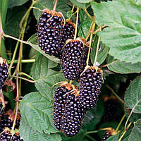 Саджанці ожини