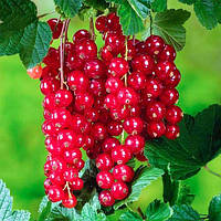 Смородина Джонкер Ван Тетс (Однорічний, ОКС)