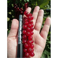 Смородина Роднеус (Двохлітній, ОКС)