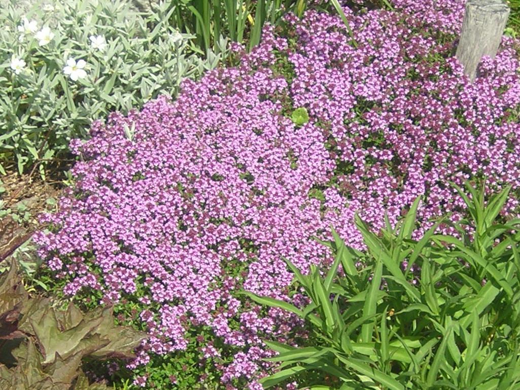 Чебрець лікарський повзучий