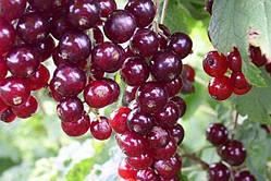 Червона смородина Віксе (Двохлітній, ОКС)