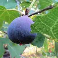 Інжир Фіолетовий (ЗКС, Однорічний)