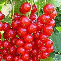 Червона смородина Дана (Двохлітній, ОКС)