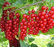 Смородина Детван (Однорічний, ОКС)