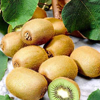 Ківі Хейворд (Однорічний, ЗКС)