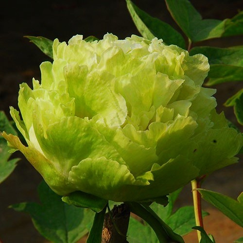 Деревоподібна півонія Green Jade (2 роки)