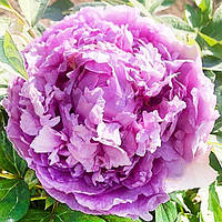Древоподібна півонія Lavander Blue (2 роки)