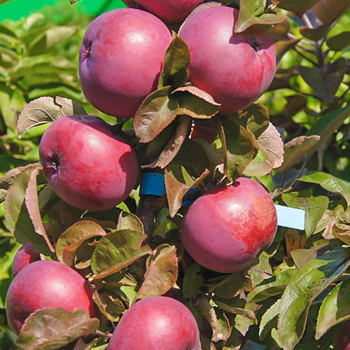 Яблуня колоноподібна Рондо (Трьохлітній, ЗКС), фото 1