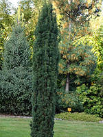 Тис середній Войк (15-20 см, зкс)