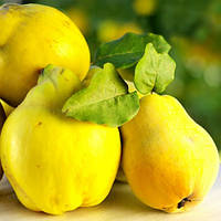 Саджанці айви