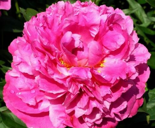 Півонія Better Times (кореневища), фото 1