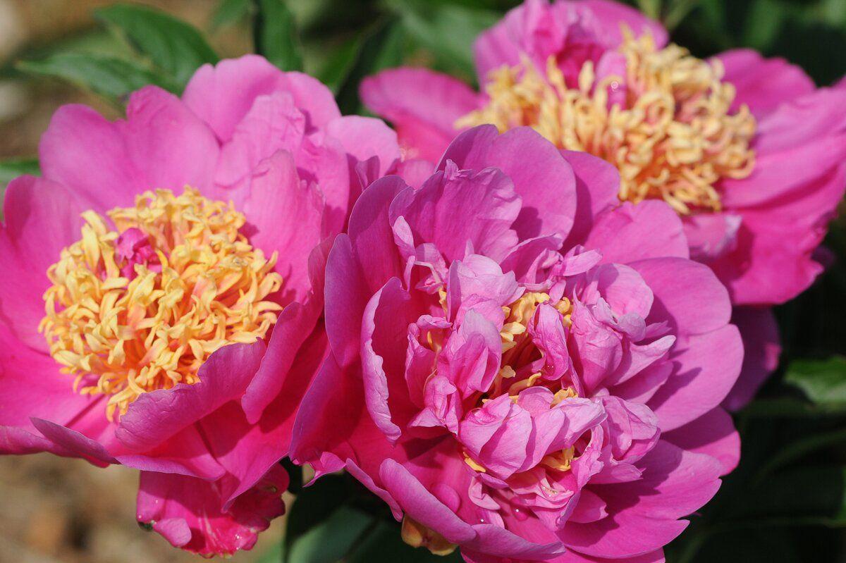 Півонія Le Charme (кореневища), фото 1