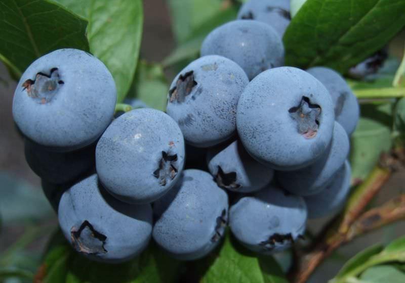 Блакитник Бонус (Однорічний, ЗКС)