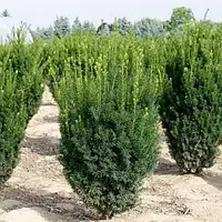 Тис середній Hillii (50-60 см, зкс)