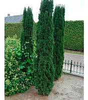 Тіс ягідний Фастигіату Робуста (15-20 см, зкс)