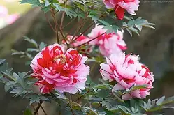 Деревоподібна півонія Shima Nishiki (2 роки)