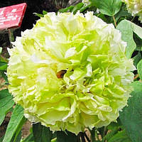 Древоподібна півонія Spring willow (2 роки)