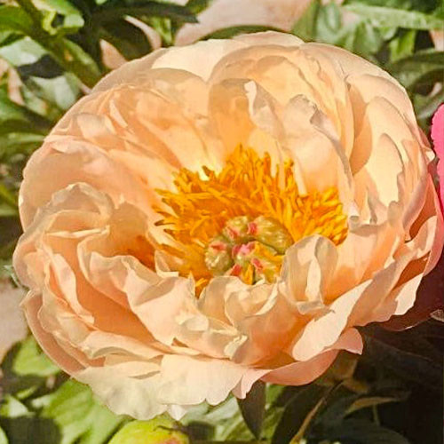 Півонія кореневище Kings day, фото 1