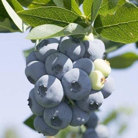 Лохина Торо (Однорічний, ЗКС)