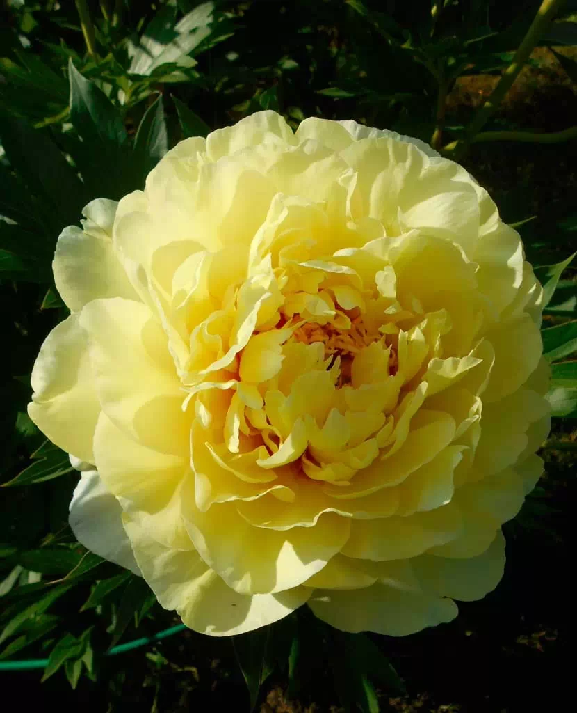 Півонія ITOH Bartzella (кореневища)