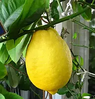 Лимон Новавантанський (Однорічний, ОКС)