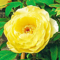 Півонія High Noon Hai Huang деревоподібний (сажінки)