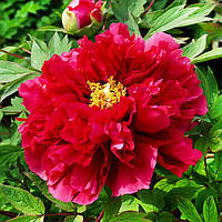 Півонія Kao Hua Wang деревоподібний (сажінці)