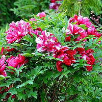 Півонія Shima-nishiki Dao Jin деревоподібний (сажінці)