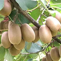 Ківі плодонос Абботт (Однорічний, ЗКС)