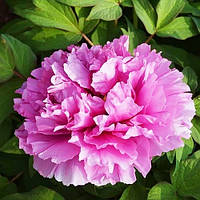 Півонія Prosperous Family Fu Gui Man Tang деревоподібний (сажінці)