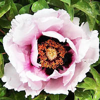 Півонія Рока Icy Heart Pink Lotus (сажінки)