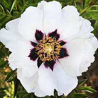 Півонія Рока Black-haired Girl (сажільники)