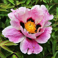 Півонія Рока Colorful Face (сажінці)