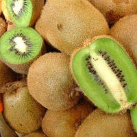 Ківі плодонос Бруно (Однорічний, ЗКС)