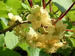 Ківі-пилювач Матуа (Однорічний, ЗКС)