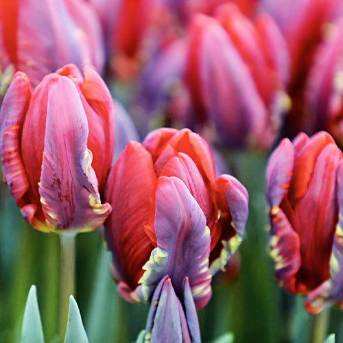 Тюльпан Rocco (луковиці), фото 1