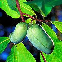 Азіміна Пау Пау (Однорічний, ЗКС)