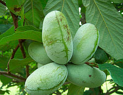 Азиміна Мартін (однорічний, ЗКС)