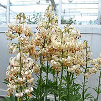 Лілія Martagon Albiflorum (цибулини)