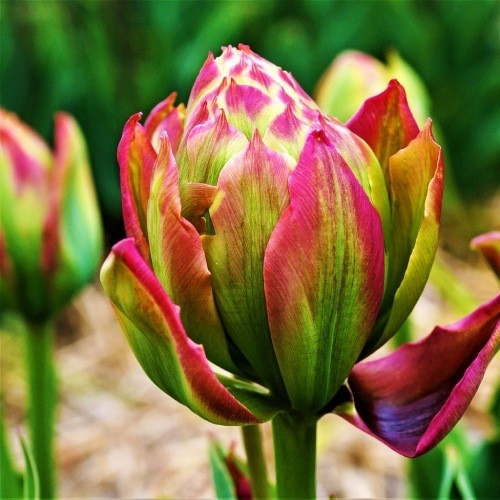 Тюльпан Boa Vista (луковиці), фото 1